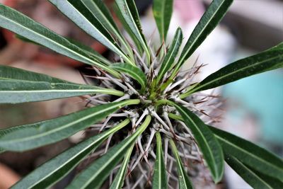 Close-up of succulent plant