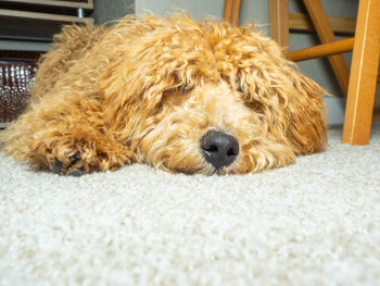 Close-up of a dog