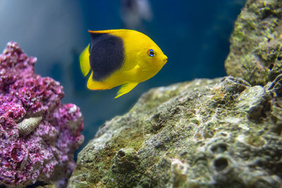 Rock beauty angelfish in an aquarium is searching for food in your rocks