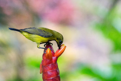 Close-up of bird perching on feeder