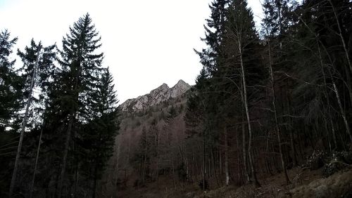 Low angle view of trees in forest