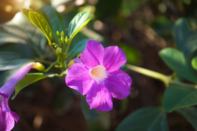 Close-up of purple flowering plant