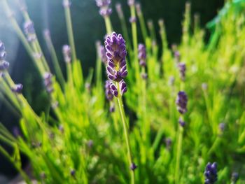 Close-up of purple flowering plant on field