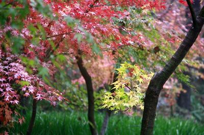 Close-up of pink cherry blossoms in spring