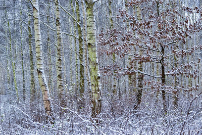 Full frame shot of tree trunk during winter