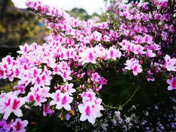 Close-up of pink flowers blooming on tree