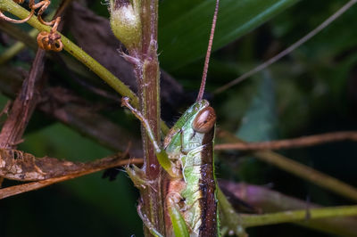 Close-up of insect on leaf