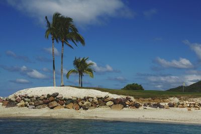 Low angle view of palm trees on beach against sky