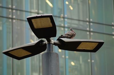 Close-up of bird perching on metal