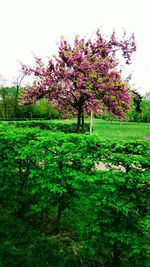 View of tree in field