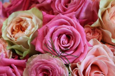 Close-up of pink roses