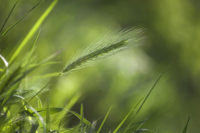 Close-up of grass growing outdoors