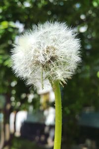 Close-up of dandelion flower