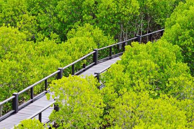 Footbridge over trees