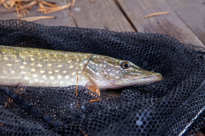 Close-up of fish