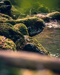 Close-up of plant growing on rock