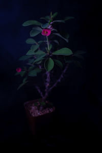 Close-up of pink flower against black background