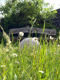 View of bird on field