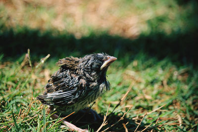 Close-up of a bird perching on grass