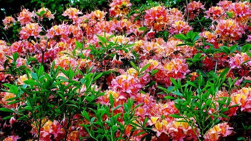 Close-up of red flowers