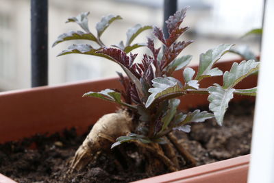 Close-up of plant against blurred background