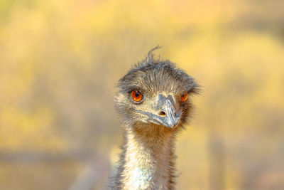 Close-up portrait of a bird