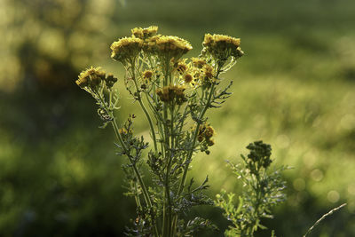 Close-up of flowering plant