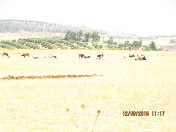 Flock of sheep in a field