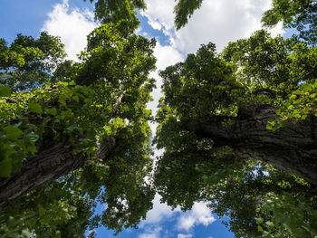 Low angle view of trees against sky