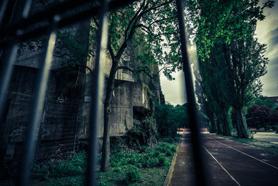 Road amidst trees in forest