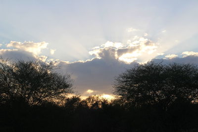 Low angle view of silhouette trees against sky