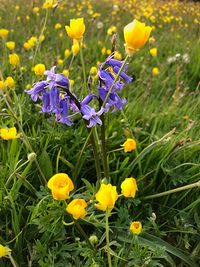 Close-up of yellow crocus flowers on field