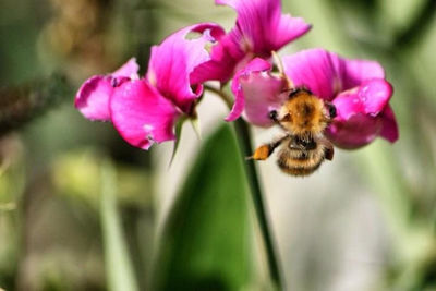 Close-up of bee pollinating on pink flower