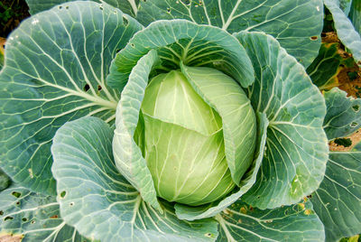 Close-up of fresh green leaf