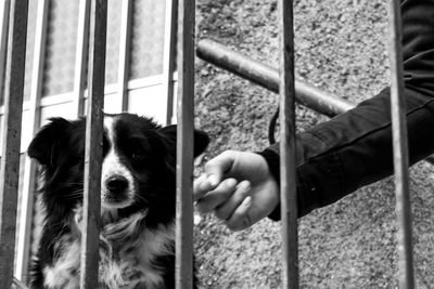 Dog looking through window