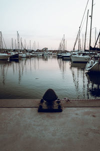 Sailboats moored in harbor