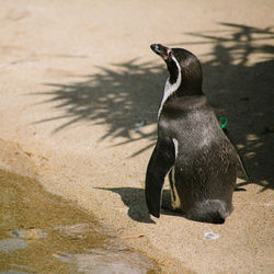 High angle view of penguin on the beach