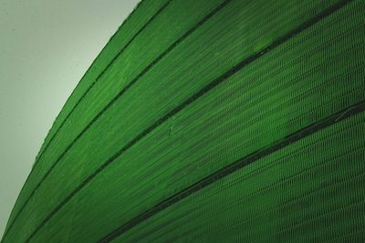 Close-up of leaf