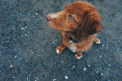 High angle view of dog on street