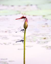 Close-up of bird on plant
