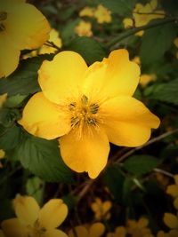 Close-up of yellow flower blooming outdoors