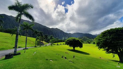 Scenic view of field against sky