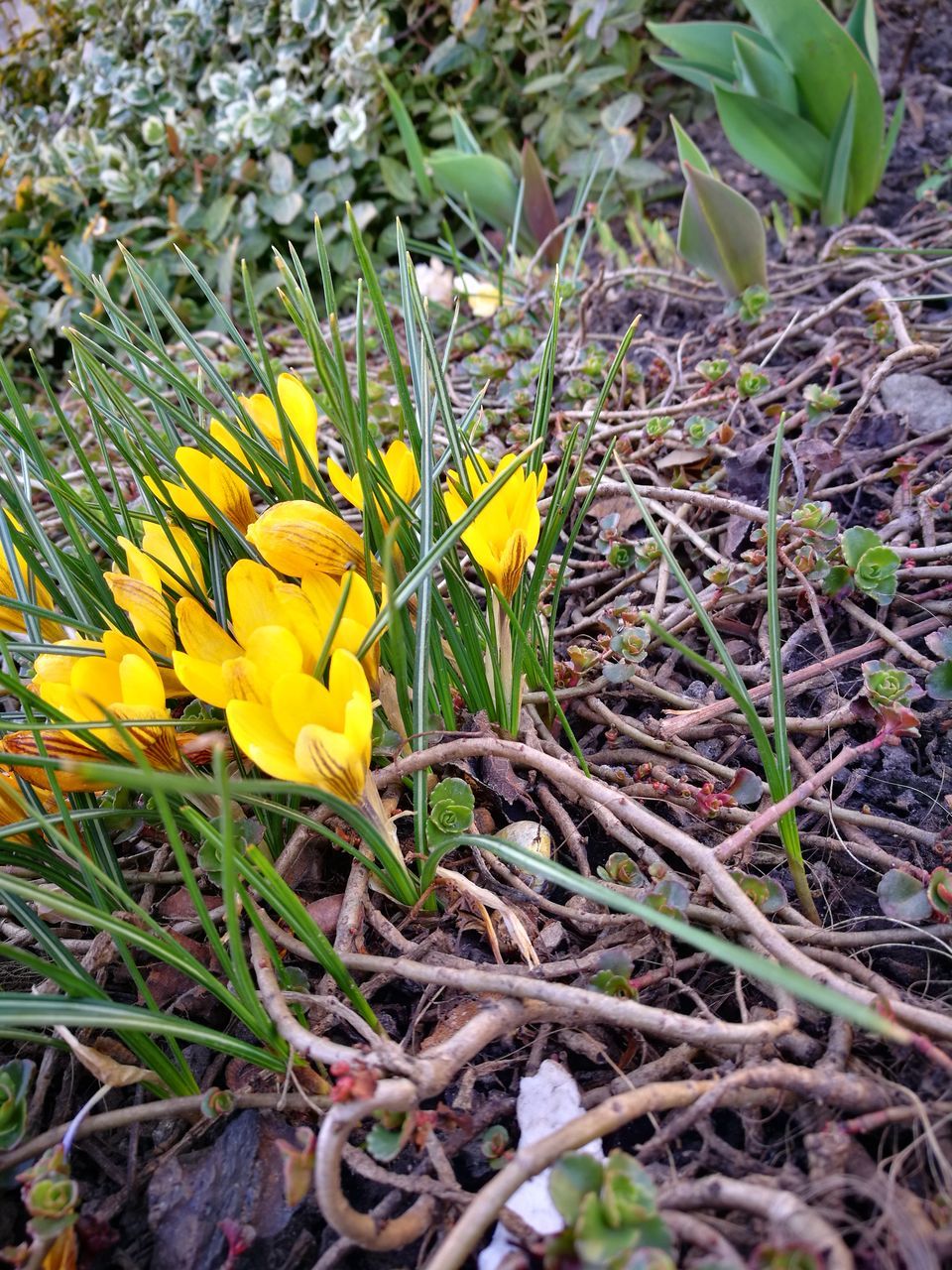 flowering plant, flower, yellow, plant, fragility, vulnerability, growth, beauty in nature, freshness, petal, land, flower head, field, nature, inflorescence, close-up, day, no people, outdoors, iris, crocus, springtime, pollen, gazania