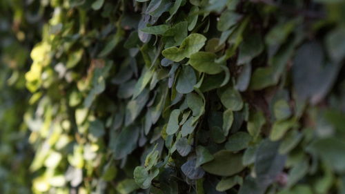 Close-up of ivy