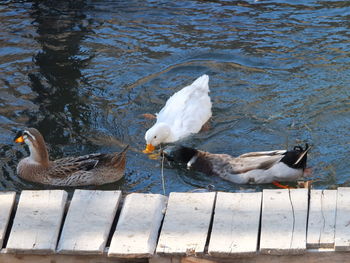 Close-up of swan swimming in lake