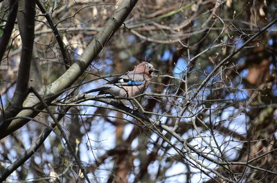 Low angle view of bird perching on tree