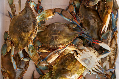 Close-up of seafood