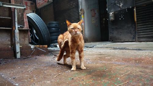 Cat by tires on footpath