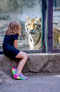 Tiger and little girl face to face at a local zoo