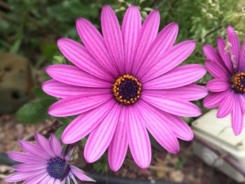 Close-up of purple coneflower blooming outdoors